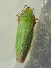 Draeculacephala minerva