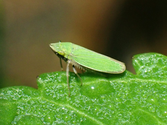 Draeculacephala minerva