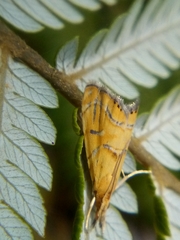 Glaucocharis auriscriptella