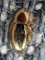 Diachus auratus
