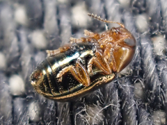 Diachus auratus