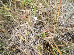Utricularia hispida