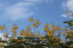 Caesalpinia pulcherrima flava