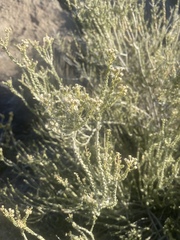 Mortonia scabrella