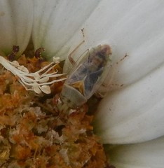 Germalus victoriae