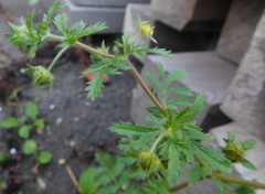 Potentilla paradoxa