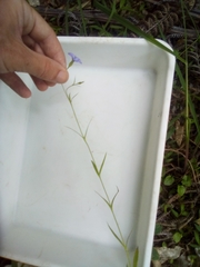 Eudianthe coeli-rosa