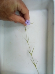 Eudianthe coeli-rosa