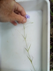 Eudianthe coeli-rosa