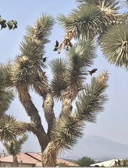 Yucca brevifolia