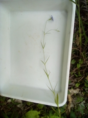 Eudianthe coeli-rosa