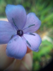 Eudianthe coeli-rosa