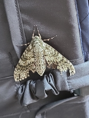 Dolbina tancrei