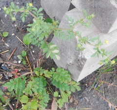 Potentilla paradoxa