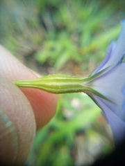 Eudianthe coeli-rosa