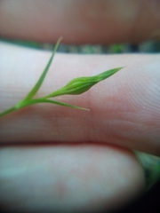 Eudianthe coeli-rosa