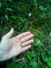 Eudianthe coeli-rosa