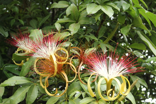 provision tree