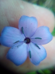 Eudianthe coeli-rosa