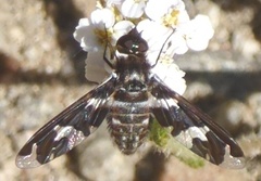 Exoprosopa dorcadion