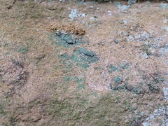 Leprocaulon adhaerens