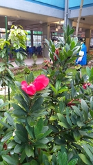 Camellia azalea