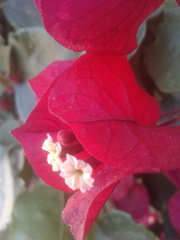 Bougainvillea