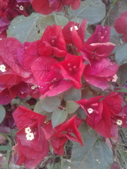 Bougainvillea