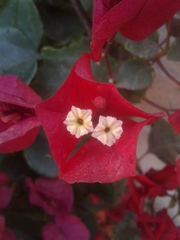 Bougainvillea
