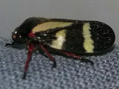 Deois flavopicta