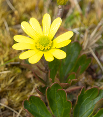 Ranunculus verticillatus