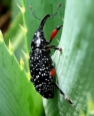 Heilipodus erythropus
