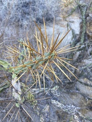 Cylindropuntia molesta molesta