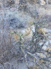 Cylindropuntia molesta molesta