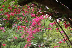 Bougainvillea spectabilis
