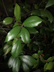 Chonemorphinae