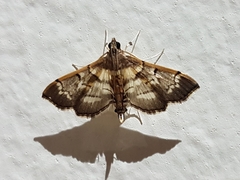 Salbia cassidalis