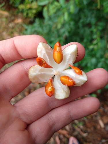 Image of Cabralea canjerana by (c) William G. Borges, some rights reserved (CC BY)