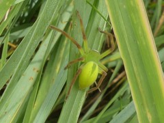 Neosparassus patellatus