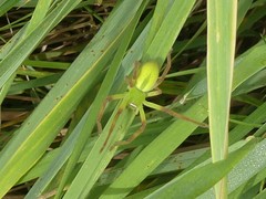 Neosparassus patellatus