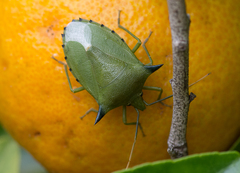 Biprorulus bibax
