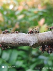 Ropalidia erythrospila