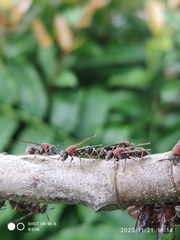 Ropalidia erythrospila