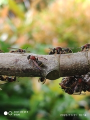 Ropalidia erythrospila