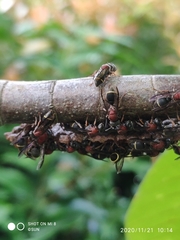 Ropalidia erythrospila