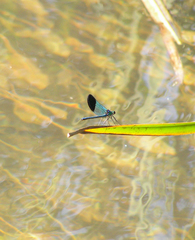 Calopteryx syriaca