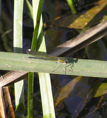 Calopteryx syriaca