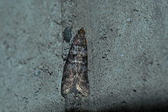 Ortholepis pasadamia