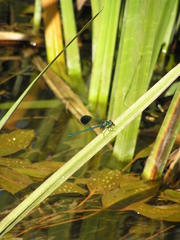 Calopteryx syriaca