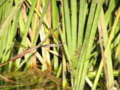 Calopteryx syriaca